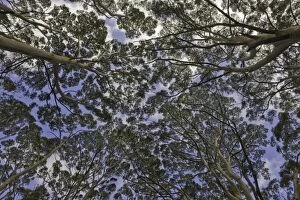 Images Dated 23rd May 2010: Canopies of old growth tall Karri trees, Australia