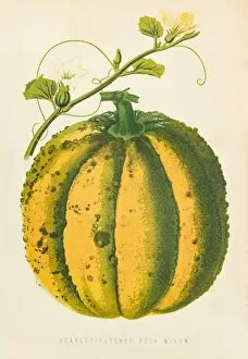 Images Dated 25th June 2015: Cantaloupe Melon illustration 1874
