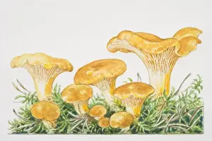 Fungus Prints: Cantharellus cibarius, Common Chanterelle mushrooms fruiting among moss