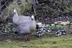 Young Bird Prints: Cape Barren geese (Cereopsis novaehollandiae), Kangaroo Island, Australia