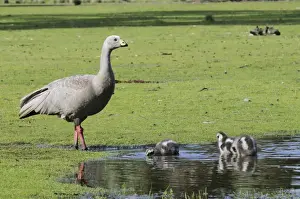 Geese Prints: Cape Barren goose (Cereopsis novaehollandiae), Kangaroo Island, Australia