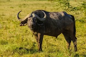 Images Dated 25th January 2010: Cape Buffalo