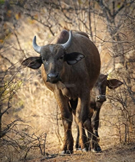 Images Dated 21st October 2018: Cape Buffalo Female with Young Calf Looking at Camera at Matusadona, Zimbabwe