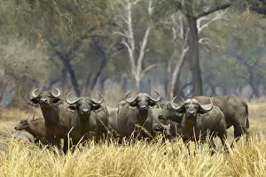 Images Dated 6th October 2006: Cape Buffalo, South Luangwa NP, Zambia
