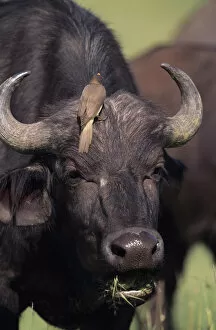 Cape buffalo (Syncerus caffer) with bird on head, Kenya
