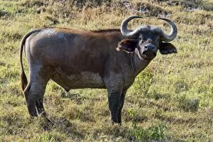 Images Dated 21st July 2014: Cape buffalo -Syncerus caffer-, Kenya