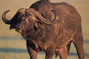 Cape buffalo (Syncerus caffer), Masai Mara National Reserve, Kenya