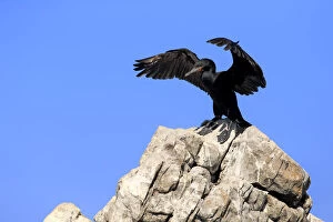 Images Dated 25th December 2013: Cape Cormorant or Cape Shag -Phalacrocorax capensis-, adult on rock, stretching its wings