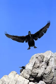 Images Dated 25th December 2013: Cape Cormorant or Cape Shag -Phalacrocorax capensis-, adult flying, landing, colony, Bettys Bay