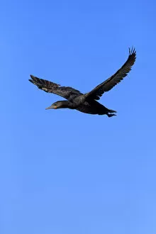 Cape Cormorant or Cape Shag -Phalacrocorax capensis-, adult flying, Bettys Bay, Western Cape, South Africa