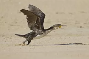 Images Dated 24th May 2011: Cape cormorant or Cape shag -phalacrocorax capensis- at Robberg Nature Reserve, South Africa