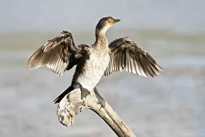 Cape cormorant or Cape shag -phalacrocorax capensis- at Wilderness National Park, South Africa