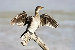 Sunbathing Prints: Cape cormorant or Cape shag -phalacrocorax capensis- at Wilderness National Park