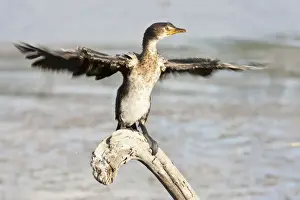 Phalacrocoracidae Prints: Cape cormorant or Cape shag -Phalacrocorax capensis- at Wilderness National Park