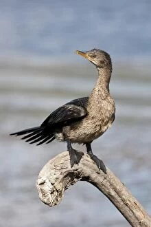 South African Gallery: Cape cormorant -Phalacrocorax capensis-, Wilderness National Park, South Africa