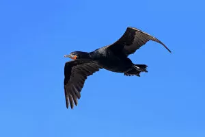 Images Dated 25th December 2013: Cape Cormorant -Phalacrocorax capensis-, in flight, Bettys Bay, Western Cape, South Africa