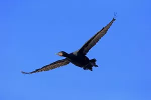 Images Dated 25th December 2013: Cape Cormorant -Phalacrocorax capensis-, in flight, Bettys Bay, Western Cape, South Africa