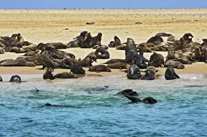 Images Dated 24th December 2013: Cape Fur Seals or Brown Fur Seals -Arctocephalus pusillus- on a sand bank near Walvis Bay
