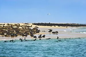 Images Dated 24th December 2013: Cape Fur Seals or Brown Fur Seals -Arctocephalus pusillus- and Common Cormorants -Phalacrocorax