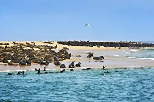 Otariidae Prints: Cape Fur Seals or Brown Fur Seals -Arctocephalus pusillus