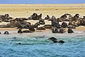 Otariidae Prints: Cape Fur Seals or Brown Fur Seals -Arctocephalus pusillus- on a sand bank near Walvis Bay