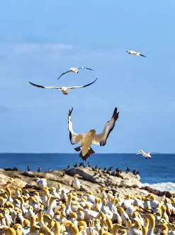 Open Space Prints: The Cape gannet, murus capensis, colony. Western Cape Province, South Africa