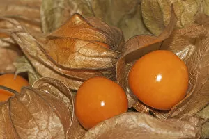 Images Dated 2nd June 2012: Cape gooseberry, Inca or Aztec berry, golden berry -Physalis peruviana-