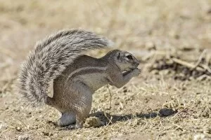 Images Dated 21st May 2012: Cape ground squirrel -Xerus inauris-, Etosha National Park, Namibia, Africa