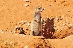 Sciurid Prints: Cape Ground Squirrel (Xerus inauris) in the Kgalagadi Transfrontier Park