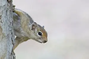 Xerinae Prints: Cape Ground Squirrel -Xerus inauris-, Namibia
