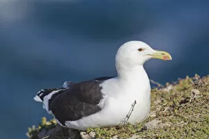 Cape gull -Larus vetula- at Robberg Nature Reserve, South Africa