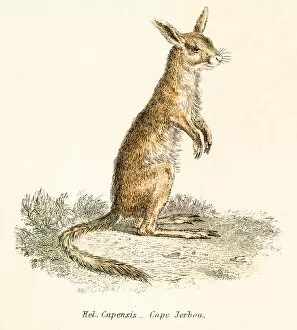 Images Dated 3rd April 2017: Cape jerboa engraving 1803