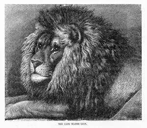 Images Dated 11th May 2017: Cape mane lion engraving 1894