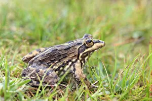 Images Dated 1st November 2017: Cape river frog