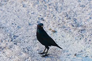 Lamprotornis Prints: Cape Starling -Lamprotornis nitens-, Etosha National Park, Namibia
