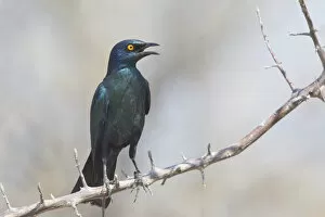 Cape Starling -Lamprotornis nitens- sitting on a twig, Etosha National Park, Namibia