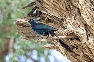 Images Dated 4th February 2017: The Cape starling, red-shouldered glossy-starling or Cape glossy starling is a species of starling