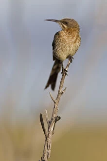 Images Dated 20th May 2011: Cape sugarbird -Promerops cafer-, Table Mountain National Park, South Africa