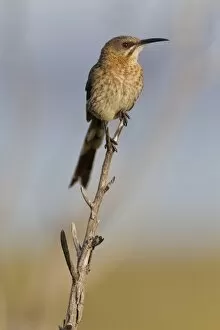 Cape sugarbird -Promerops cafer-, Table Mountain National Park, South Africa