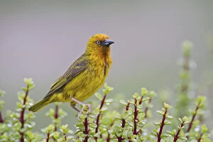 South African Gallery: Cape weaver -Ploceus capensis- at Addo Elephant Park, South Africa