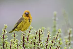 Images Dated 25th May 2011: Cape weaver -Ploceus capensis- at Addo Elephant Park, South Africa