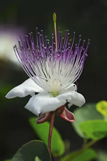 Images Dated 1st August 2010: Caper bush -Capparis spinosa-, flower, Europe