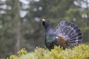 Images Dated 23rd May 2013: Capercaillie or Western Capercaillie -Tetrao urogallus-, displaying, Tyrolean Oberland, Tyrol