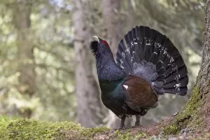 Images Dated 21st May 2013: Capercaillie or Western Capercaillie -Tetrao urogallus-, displaying, Tyrolean Oberland, Tyrol