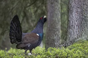 Images Dated 21st May 2013: Capercaillie or Western Capercaillie -Tetrao urogallus-, displaying, Tyrolean Oberland, Tyrol