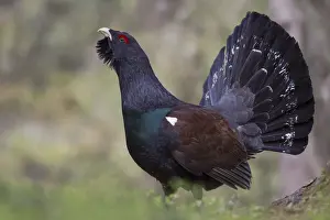 Courtship Prints: Capercaillie or Western Capercaillie -Tetrao urogallus