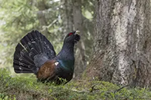 Courtship Prints: Capercaillie or Western Capercaillie -Tetrao urogallus