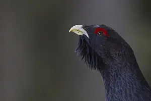 Courtship Prints: Capercaillie or Western Capercaillie -Tetrao urogallus