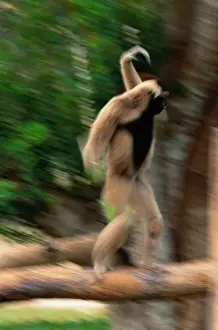 Capped Gibbon (Hylobates Pileatus) (Blurred Motion)