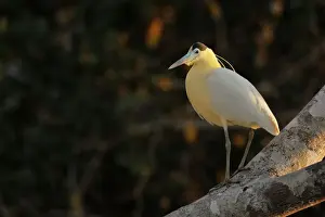 Capped Heron (Pilherodius pileatus)